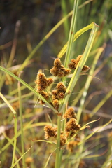 Cyperus glomeratus