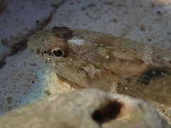 Pomatoschistus microps