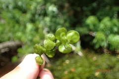 Micranthemum umbrosum