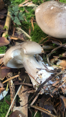 Clitocybe nebularis