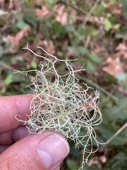 Usnea dasopoga