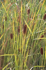 Typha laxmannii