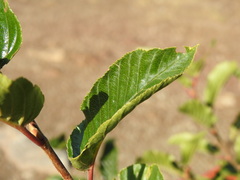 Rhamnus alpina