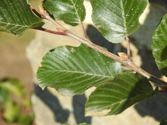 Rhamnus alpina