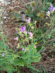 Medicago sativa sativa