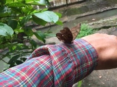 Junonia iphita