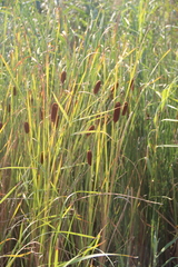 Typha laxmannii