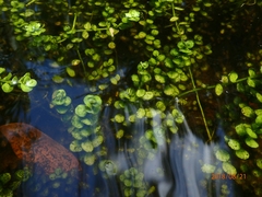 Micranthemum umbrosum