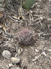 Hamatocactus hamatacanthus