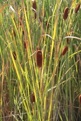 Typha laxmannii
