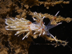 Rubramoena rubescens
