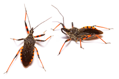 Rhynocoris annulatus