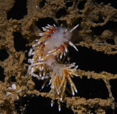Rubramoena rubescens