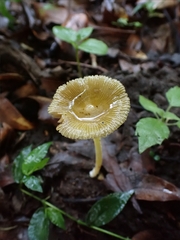 Bolbitius