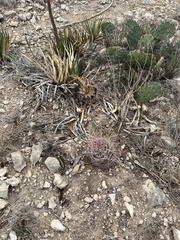 Hamatocactus hamatacanthus