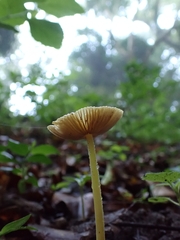 Bolbitius