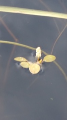 Potamogeton vaseyi