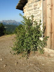 Rhamnus alpina