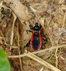 Ectrychotes dispar