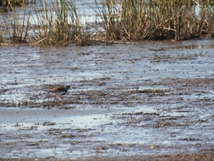 Vanellus chilensis