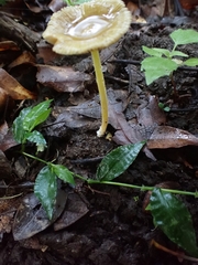 Bolbitius