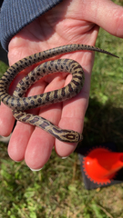 Lampropeltis calligaster