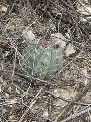 Echinocactus horizonthalonius