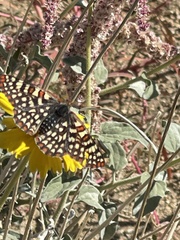Euphydryas chalcedona hennei