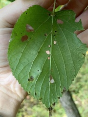Tilia platyphyllos