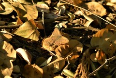 Paryphthimoides poltys