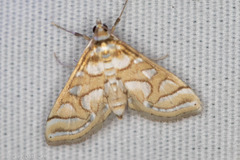 Pseudopyrausta santatalis