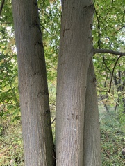 Tilia platyphyllos