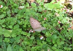 Junonia atlites atlites