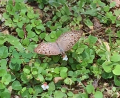 Junonia atlites atlites