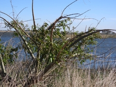 Erythrina crista-galli