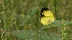 Eurema brigitta