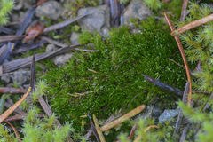 Ditrichum heteromallum