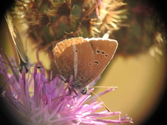 Polyommatus damon