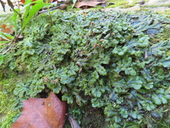 Marchantia polymorpha polymorpha