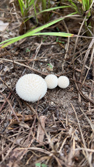 Lycoperdon marginatum