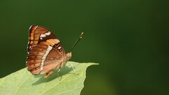 Euthalia nais