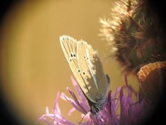 Polyommatus damon