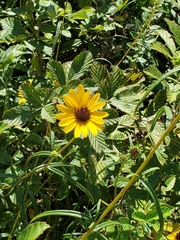 Helianthus angustifolius