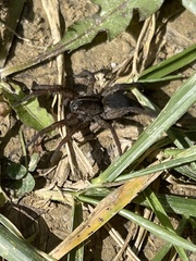 Tigrosa helluo
