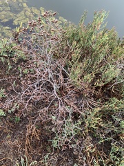 Limonium californicum
