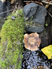 Armillaria nabsnona