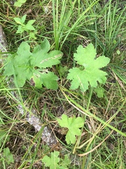 Petasites frigidus