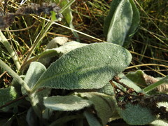 Hieracium tomentosum