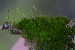 Ditrichum heteromallum