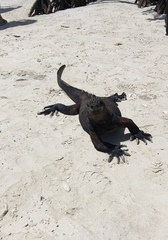 Amblyrhynchus cristatus